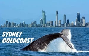 paket tour goldcoast australia
