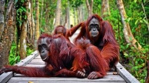 eco tour orang utan east borneo