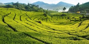 kebun teh puncak bogor